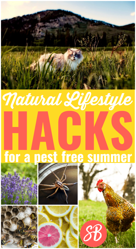 20+ Lifestyle Hacks to Keep Your Pest Free Without Chemicals