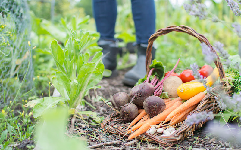Grow your own food: Easy Ways to Eat Healthy on a Budget
