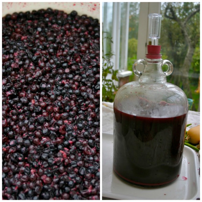 Homemade Elderberry Wine Sarah Blooms