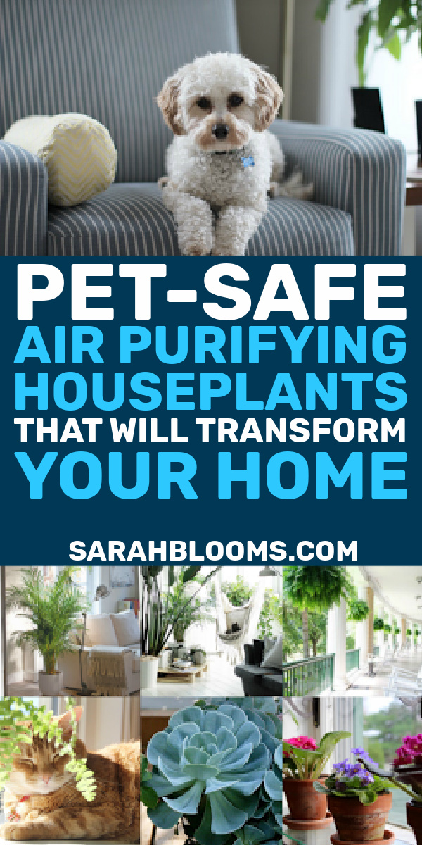 Purify your home's air naturally with these Top 20 Air Purifying Houseplants that are super low-maintenance and safe for pets and kids! #petsafehouseplants #kidsafehouseplants #airpurifyinghouseplants #naturalliving #naturalcleaning #naturalhome