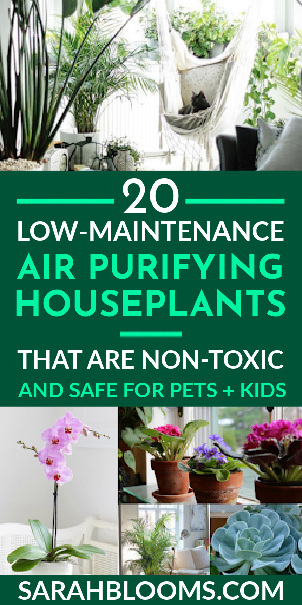 Purifying your home's air naturally with these 20 Best Low-Maintenance Air Purifying Houseplants that are non-toxic and safe for pets and kids! #houseplants #nontoxicplants #nontoxichouseplants #petsafeplants #petsafehouseplants #kidsafeplants #kidsafehouseplants