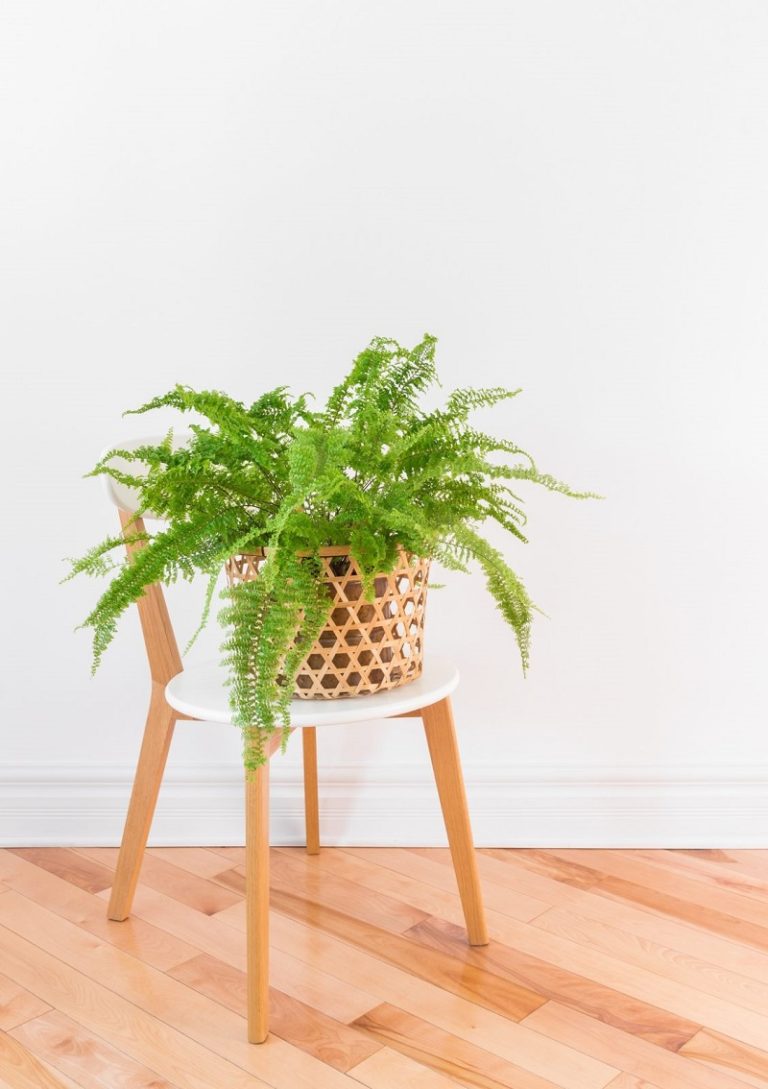 20 AirPurifying Houseplants Safe for Dogs and Cats • Sarah Blooms