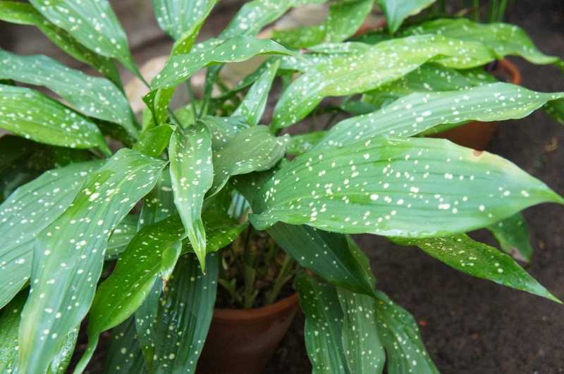 20 Air Purifying Houseplants Safe for Dogs and Cats