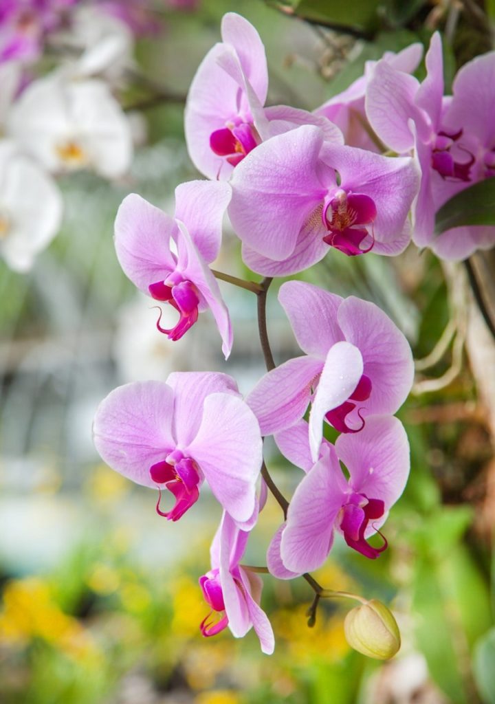 20-air-purifying-houseplants-safe-for-dogs-and-cats-sarah-blooms