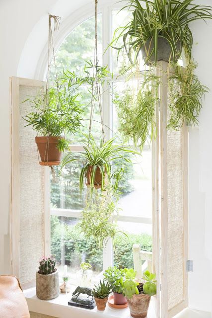 12 Air-Purifying Houseplants Safe for Dogs + Cats - Sarah ...