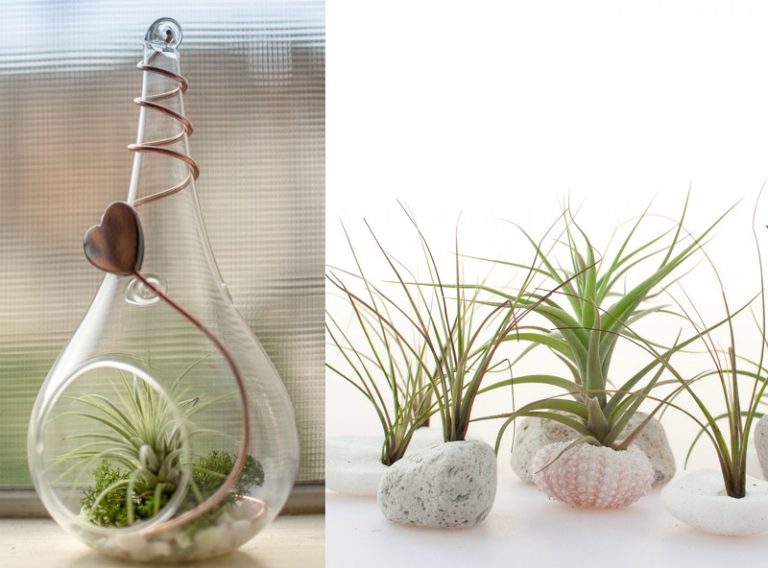 20 Air Purifying Houseplants Safe For Dogs And Cats Sarah Blooms 20-air-purifying-houseplants-safe-for-dogs-and-cats-sarah-blooms