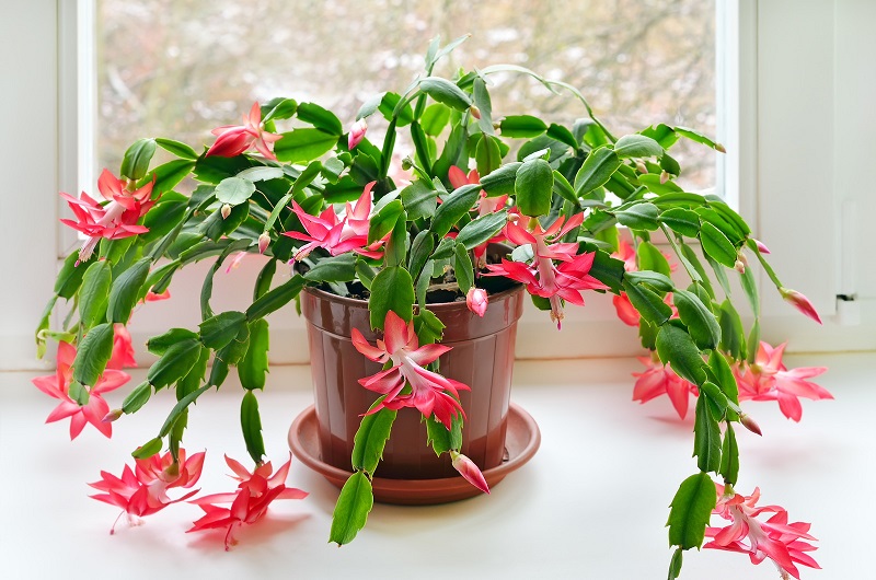 20 Air Purifying Houseplants Safe for Dogs and Cats