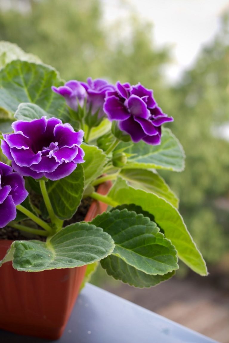 20 Air Purifying Houseplants Safe For Dogs And Cats Sarah Blooms 20-air-purifying-houseplants-safe-for-dogs-and-cats-sarah-blooms