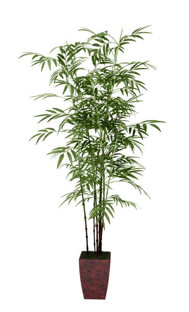 20 AirPurifying Houseplants Safe for Dogs and Cats • Sarah Blooms