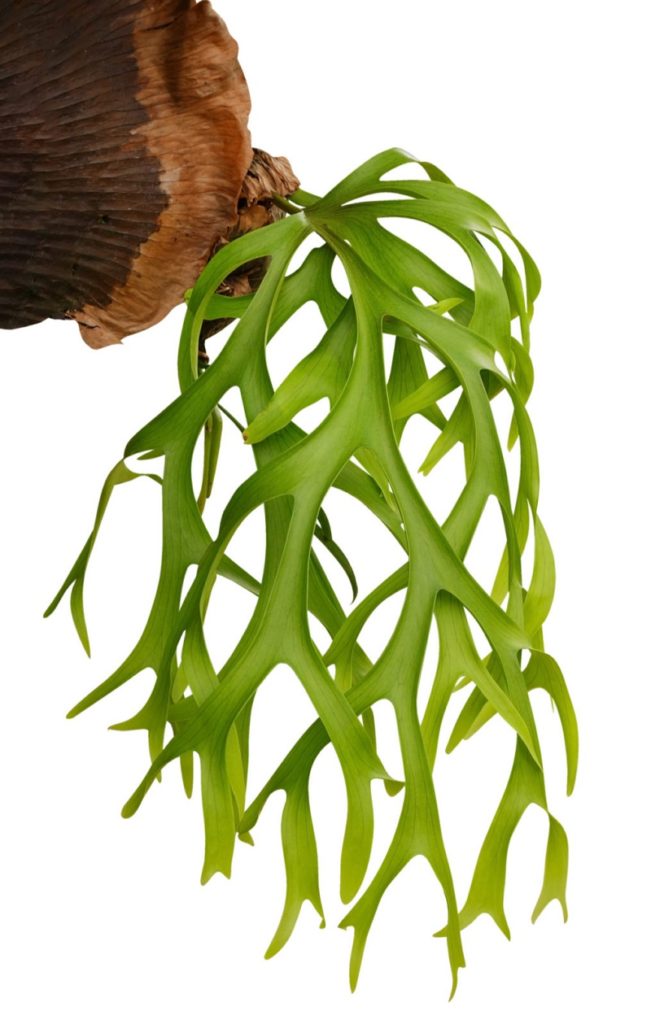 20-air-purifying-houseplants-safe-for-dogs-and-cats-sarah-blooms