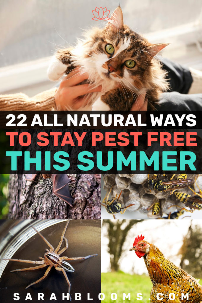 Keep your home, garden, and family pest free this summer with these Top 22 Easy All Natural Lifestyle Tips! These 22 Natural Ways to Stay Pest Free This Summer will help you enjoy summer without the bug or dangerous chemicals in conventional bug and pest treatments. Learn more at SarahBlooms.com!